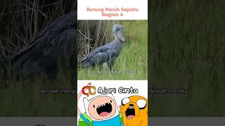 Burung Terkejam Yang Membnuh Anaknya Sendiri [upl. by Blossom]