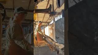 Sawing a large diameter yellow pine tree wood process woodwork [upl. by Selrhc]