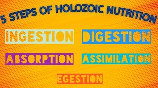 Steps Of Holozoic Nutrition  Class 7  Science  Chapter 2 [upl. by Asilrak703]