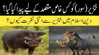 Why Pig Was Created  Khinzeer Ko Q Paida Kiya Gya  What Was Aim To Create Pig  Islamic Videos [upl. by Llerreg]