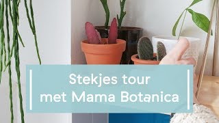 Stekjes Houseplant Tour  Stek Je Plant met Mama Botanica [upl. by Kester]