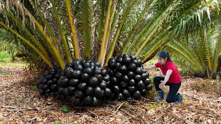 Harvesting Best Black Sugar Palm Fruits amp Go to Market Sell  Thanh Farm [upl. by Sinnaiy]