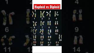 What Are Haploid amp Diploid Cells  A Brief Science Tutorial [upl. by Nnahs]