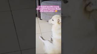 එයා හොදටම තරහා වෙලා😥 youtubeshorts doglover love cute puppy funny [upl. by Zined459]