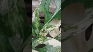 Variegated adansonii monstera  beautiful indoor plant adansonii monsteraplant indoorsplants [upl. by Aznecniv]