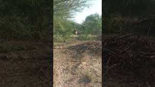 video  janwar   short viral wolf​ animalrescue​ [upl. by Yregerg476]