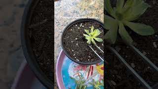 Propagate Aeonium Suncop garden plantpropagation [upl. by Ggerk]