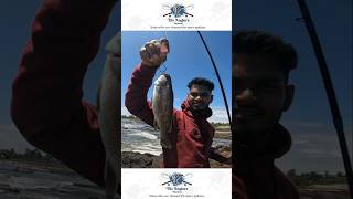 Dhoma Fish caught on shrimp 🍤 in Mumbai fishing baitfishing shrimpbait mumbaifishing [upl. by Salkcin]