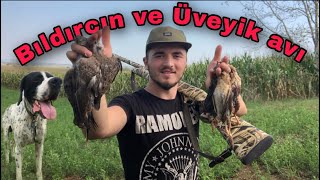 BILDIRCIN AVI VE ÜVEYİK AVI  LİMİTLERİ DOLDURDUM   Quail Hunting  охота  20212022 [upl. by Rabiah]