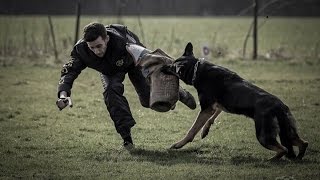 BEST police attack K9 take down hard hitting service protection dog funny wipeout schutzhund [upl. by Jody162]