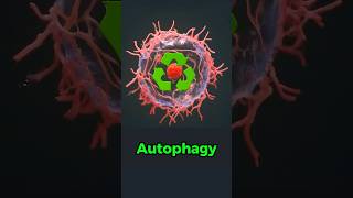 Autophagy Explained in 33 Seconds shorts [upl. by Ennaid]