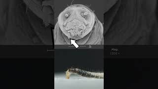 Fleas  eggs larvae and adults science insects [upl. by Compton69]