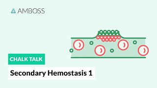 Secondary Hemostasis  Part 1 Coagulation Cascade [upl. by Janaya]