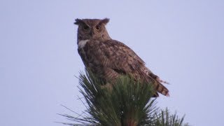 Great Horned Owl Calling  Maryland Oregon and Arizona [upl. by Hpeseoj]