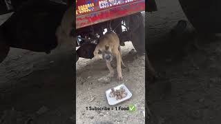 Feed dogs right daily 🐕 streetanimalfeeders animallover [upl. by Ayihsa]