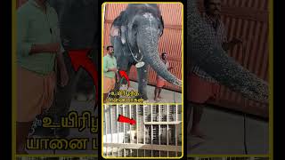 Tiruchendur Elephant Issue  Tiruchendur Murugan Temple Elephant  Tiruchendur Elephant  shorts [upl. by Nwahsauq]