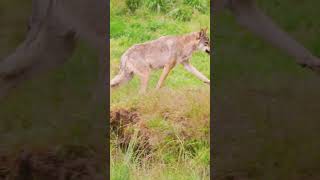 The Incredible Story of How Wolves Transformed Yellowstone National Park [upl. by Coraline]