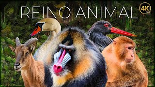 REINO ANIMAL VIDA SALVAJE  EPISODIO 1  DOCUMENTALE COMPLETO [upl. by Etnaed]