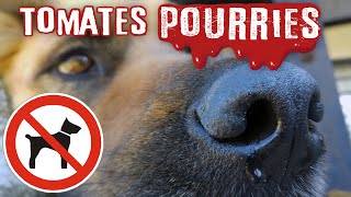 🍅 Les CHIENS sontils INUTILES  Tomates Pourries [upl. by Coleman]