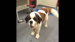 85kg Saint Bernard trying to play with puppy [upl. by Yllaw219]