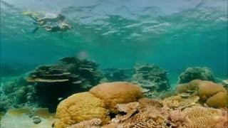 Great Barrier Reef Queensland Australia 360 VR [upl. by Hound859]