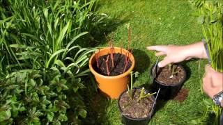 Spring pruning of my dogwood and taking cuttings [upl. by Eivad]