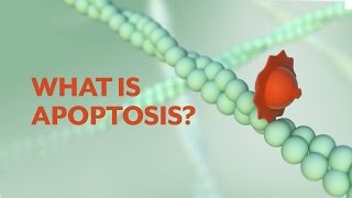 quotWhat is Apoptosisquot The Apoptotic Pathways and the Caspase Cascade [upl. by Kosaka640]