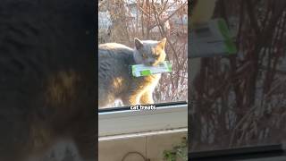 Gift for kitten shortvideo rescue cute animals cat [upl. by Forrer542]