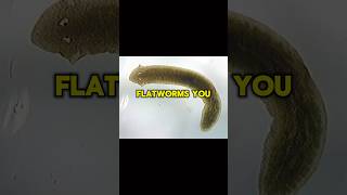 Freshwater flatworms facts shorts short facts warm animals nature shortvideo subscribe [upl. by Ardnoed]