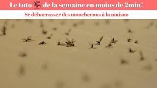 Anti moucheron  Invasion de Moucherons Comment s’en Débarrasser [upl. by Wester]