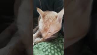 Chap chap chapa chap youtubeshorts gingercat funny grooming cute love youtube [upl. by Astraea]