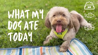 What I Feed My Havanese [upl. by Starla682]