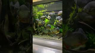 An Incredible Display Tank with Huge Piranhas [upl. by Housum869]