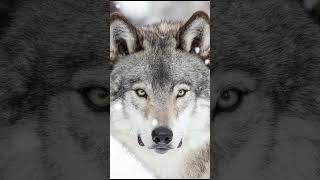 Grey Wolf interesting facts about them [upl. by Spitzer]