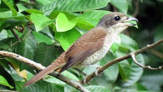 BIRD CALL TIGER SHRIKE [upl. by Del]