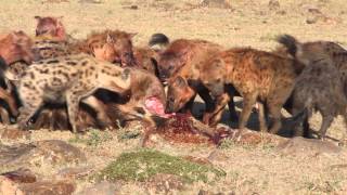 Hyenas Eat a Young Wildebeest in Minutes [upl. by Harihat]