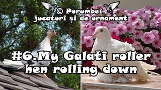 Roller pigeon Galati Roller rolldown hen flying [upl. by Ecnerewal]