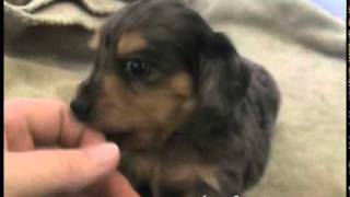 Sally  BlackCREAM dapple longhair female  MINI DACHSHUND [upl. by Yelkreb747]