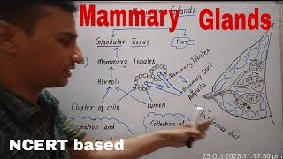 Mammary Glands [upl. by Aniala]