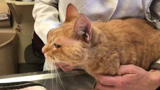 Facial abscess on a cat What to do if it happens to your cat [upl. by Curry]