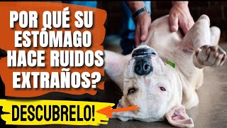 🐶¿POR QUÉ el ESTÓMAGO de tu PERRO hace RUIDOS Urgente [upl. by Droc]