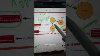 Platelet Adhesion and Aggregation inicet [upl. by Marcelle]