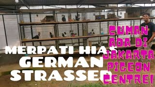 German Strasser Pigeon Hanya Ada Di Jakarta Pigeon Center JPC [upl. by Nynahs243]