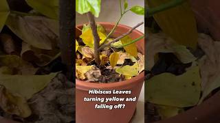 Hibiscus leaves turning yellow [upl. by Bhayani]