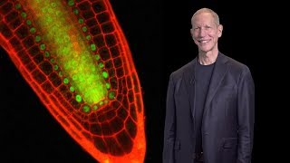 Philip Benfey Duke HHMI 1 Introduction to Root Genetics [upl. by Adraynek]