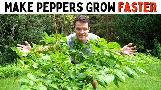 Make Peppers Grow Faster Improve Growth amp Ripening Rates  Pepper Geek [upl. by Anirdnajela]