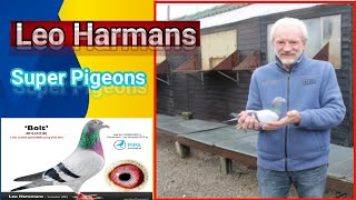 Leo Heremans super collection  Racing pigeons [upl. by Evaleen120]