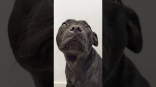 Staffordshire Bull Terrier yawns [upl. by Oiramad]