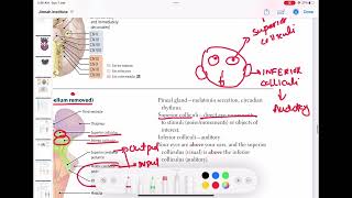 Brainstem dorsal view neurology 46  First Aid USMLE Step 1 in UrduHindi [upl. by Selia]