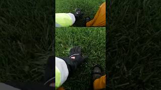 GCITurf Tall Fescue Seed 5 years after overseeding lawn lawncare lawnlife healthylawn [upl. by Nork]